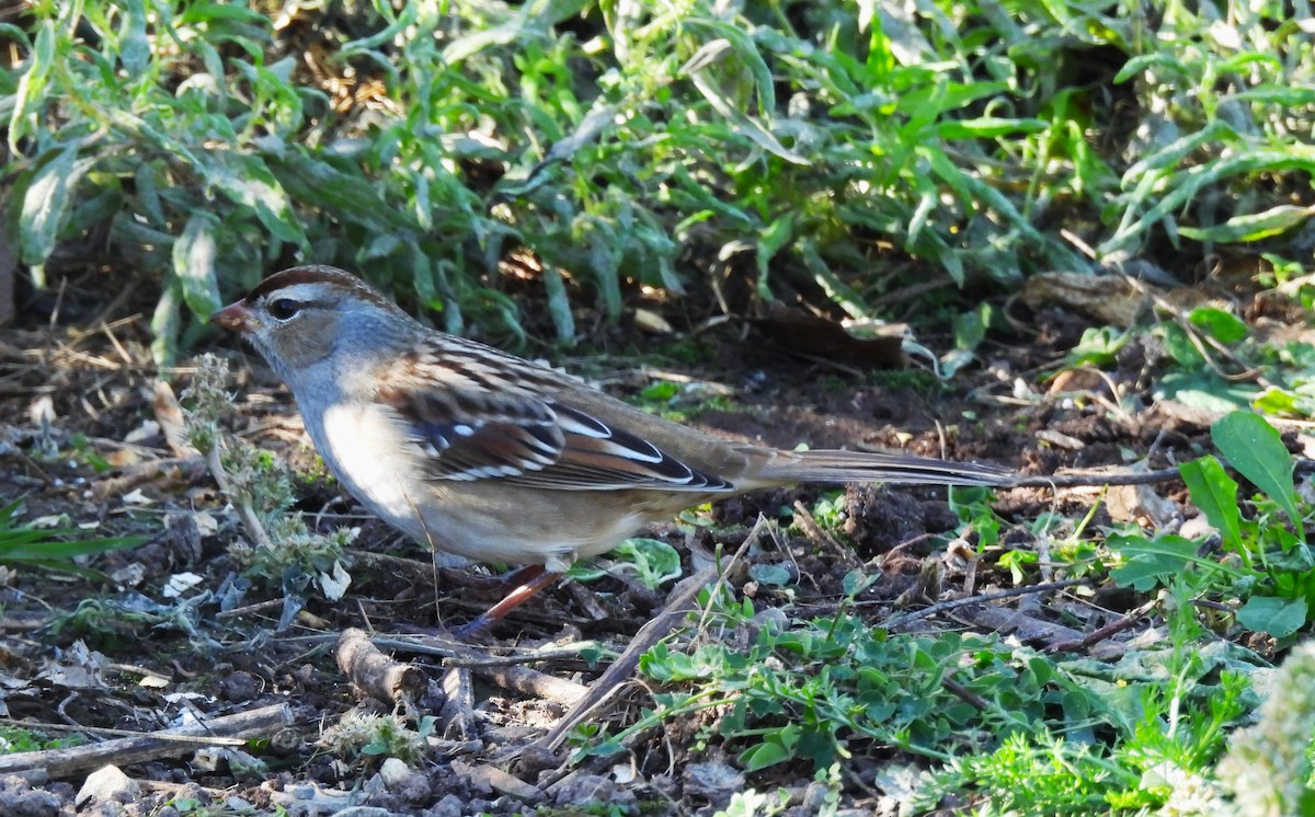 White-crowned Sparrow - ML643840642
