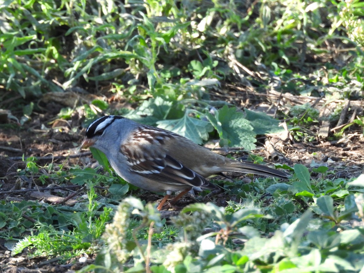 White-crowned Sparrow - ML643840643