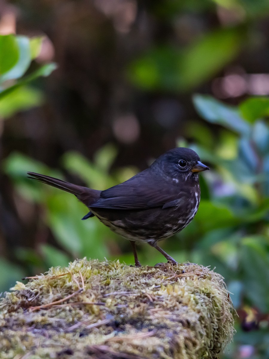 Fox Sparrow - ML643840645