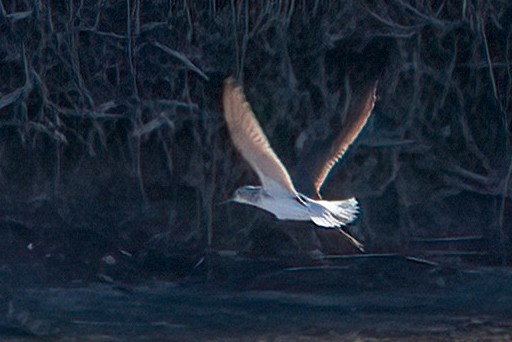 Common Greenshank - ML643840648