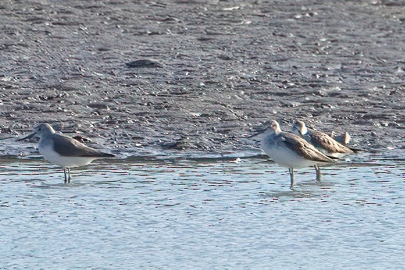 Common Greenshank - ML643840649