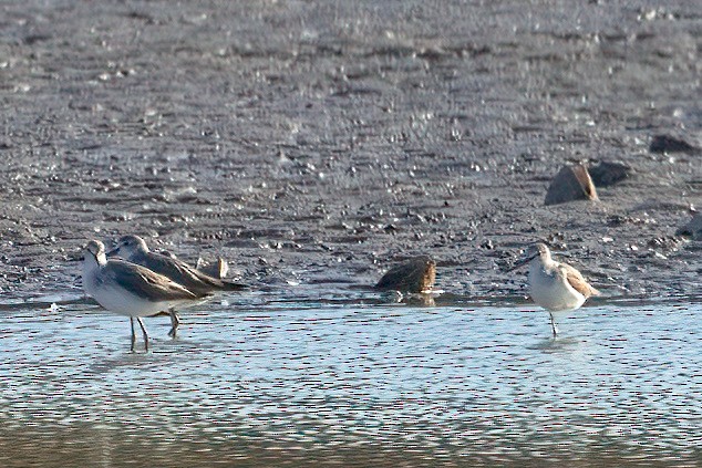 Common Greenshank - ML643840650