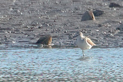 Common Greenshank - ML643840651