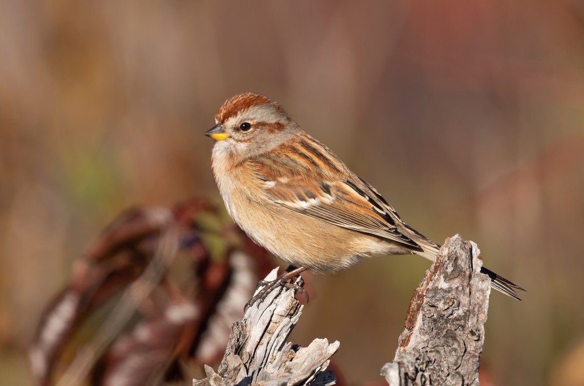 American Tree Sparrow - ML643840659