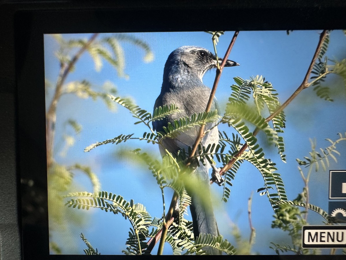 Woodhouse's Scrub-Jay - ML643840671