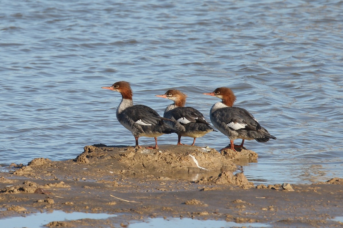 Common Merganser - ML643840678
