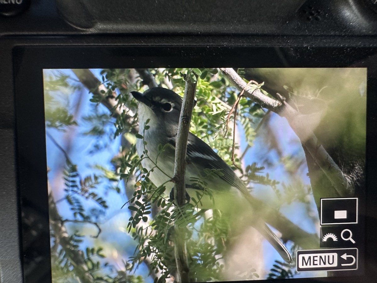 Plumbeous Vireo - ML643840683
