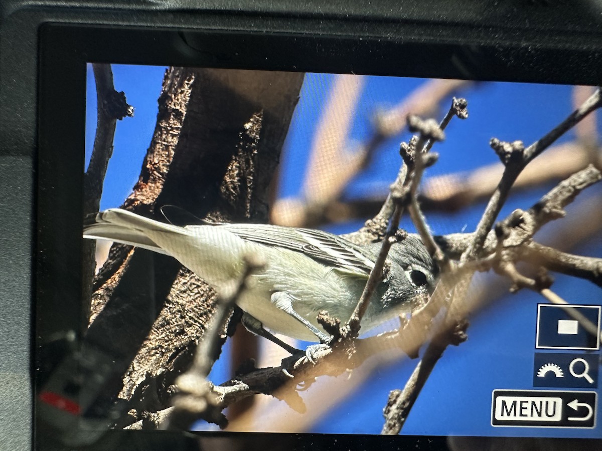 Plumbeous Vireo - ML643840685