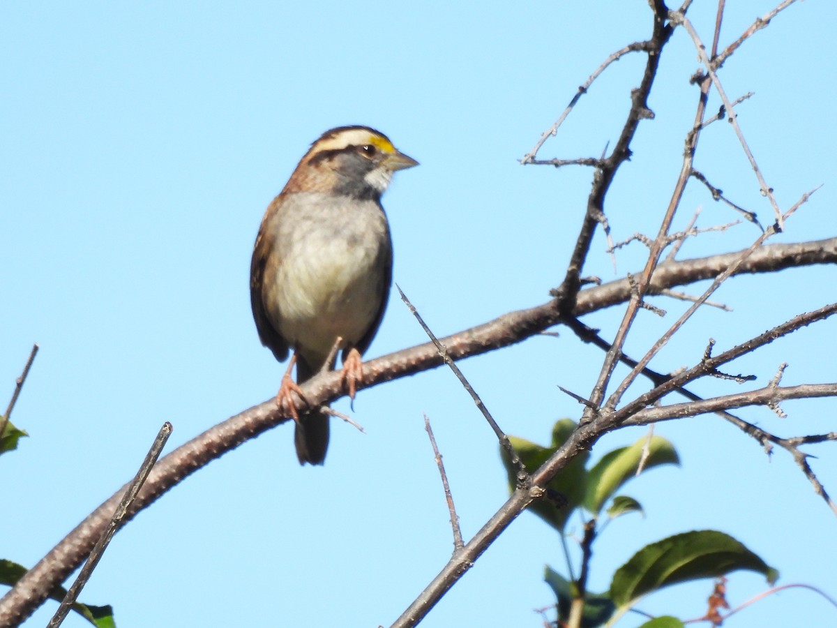 White-throated Sparrow - ML643840691