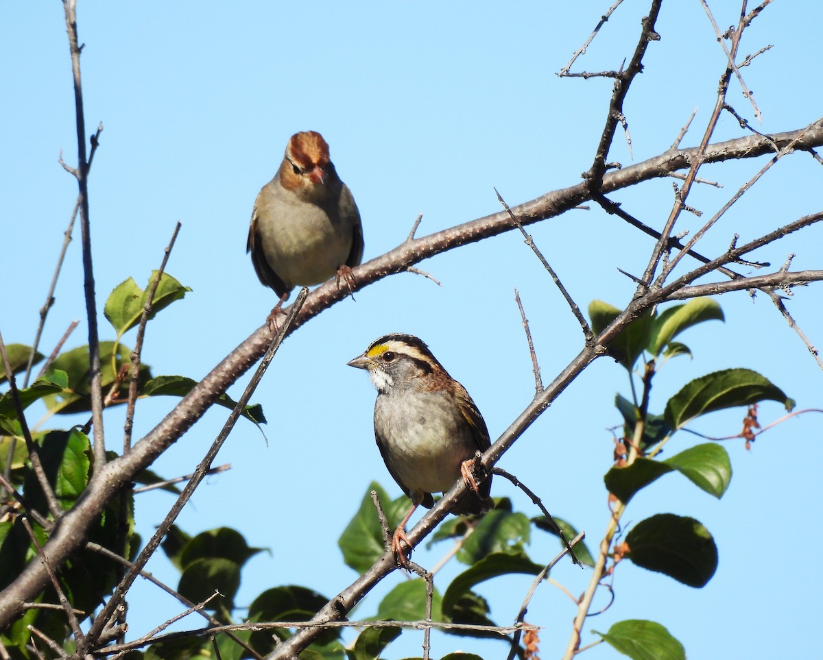 White-throated Sparrow - ML643840694
