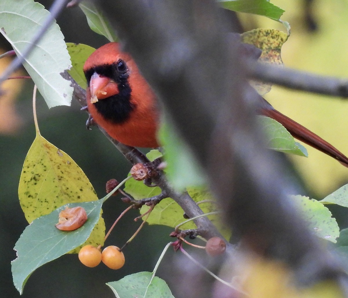 Northern Cardinal - ML643840701