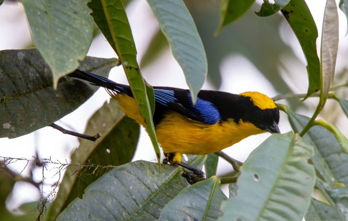Blue-winged Mountain Tanager - ML643840716