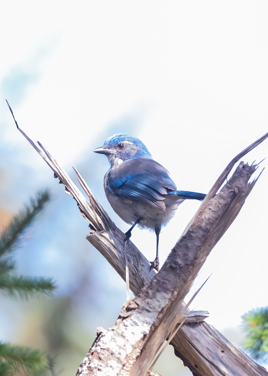 California Scrub-Jay - ML643840717