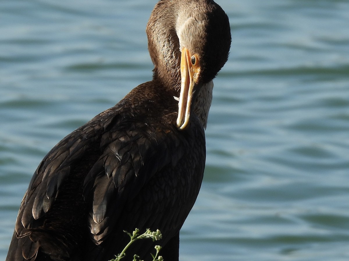 Double-crested Cormorant - ML643840720