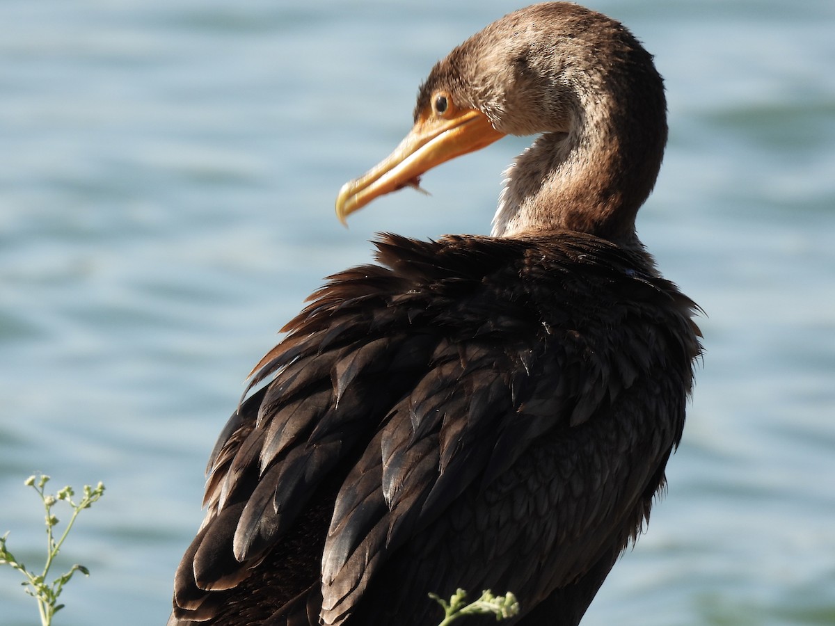 Double-crested Cormorant - ML643840721