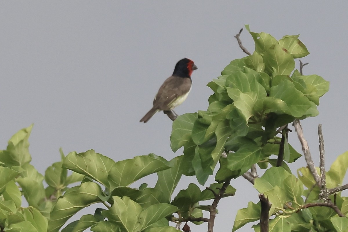 Black-collared Barbet - ML643840724