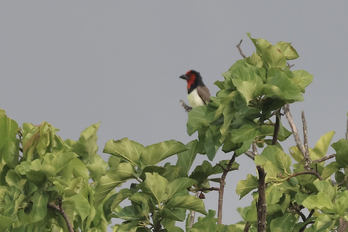 Black-collared Barbet - ML643840729