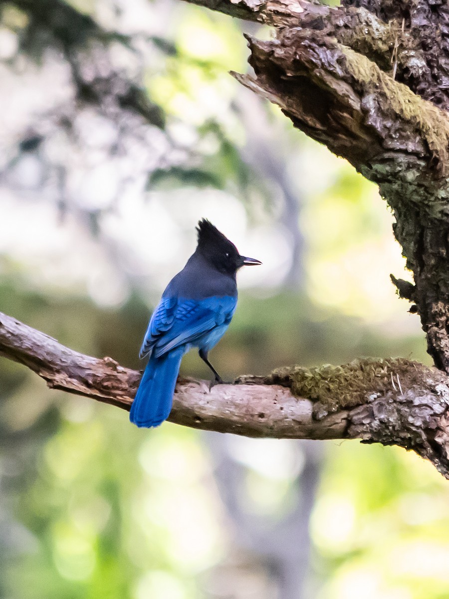 Steller's Jay - ML643840734