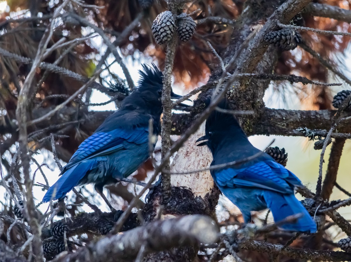 Steller's Jay - ML643840735