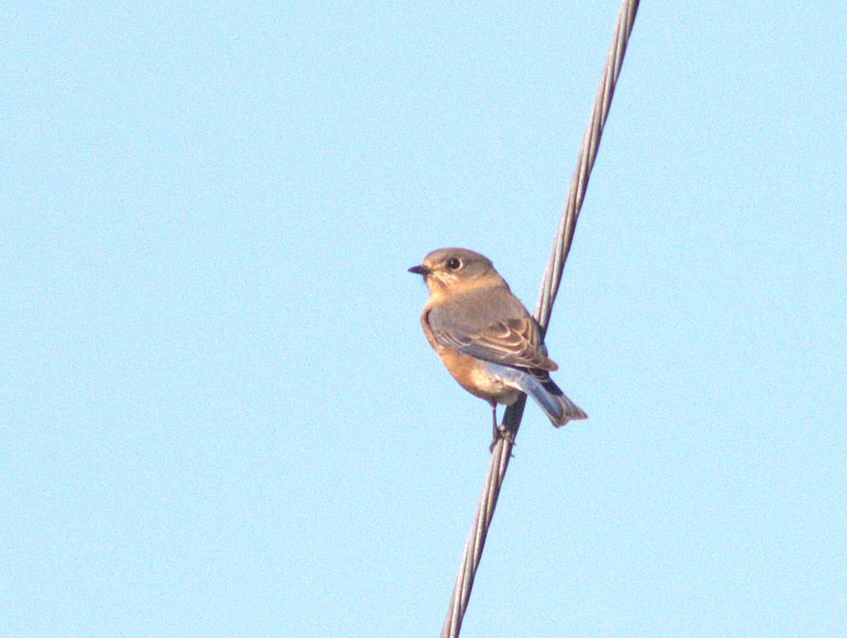 Eastern Bluebird - ML643840752