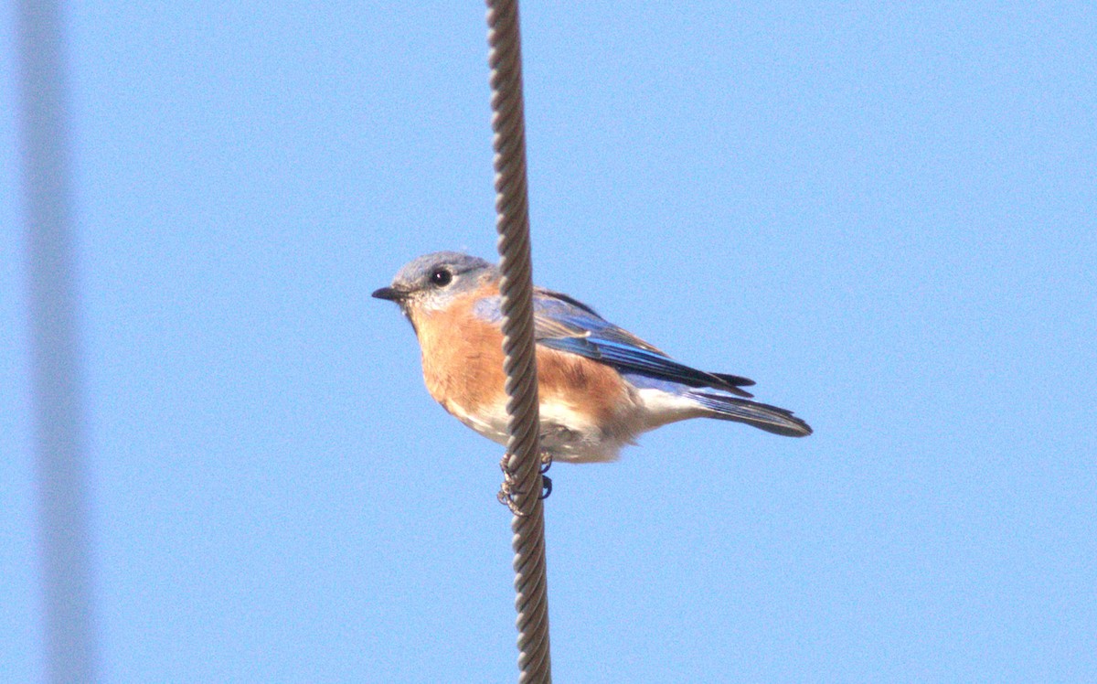 Eastern Bluebird - ML643840767
