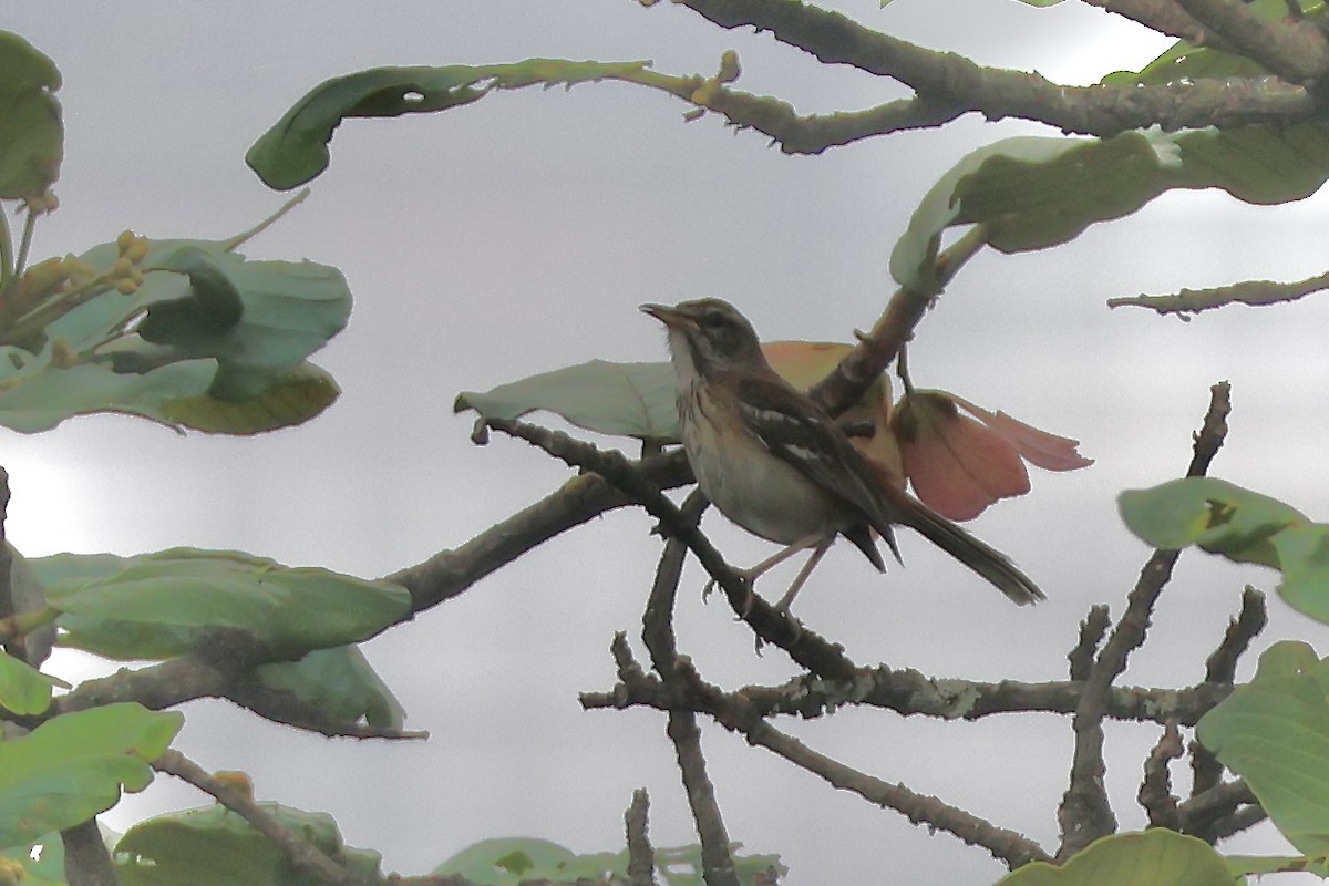 White-browed Scrub-Robin - ML643840779