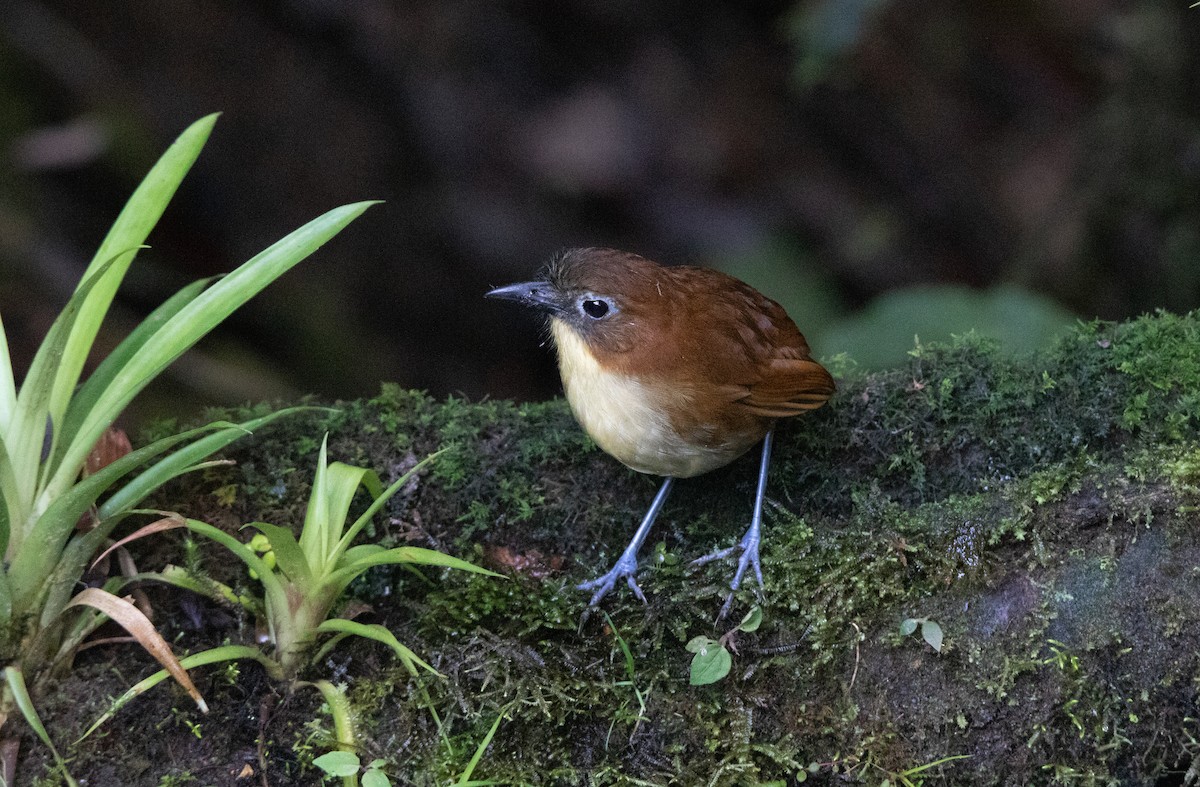 キムネクリセジアリドリ - ML643840780