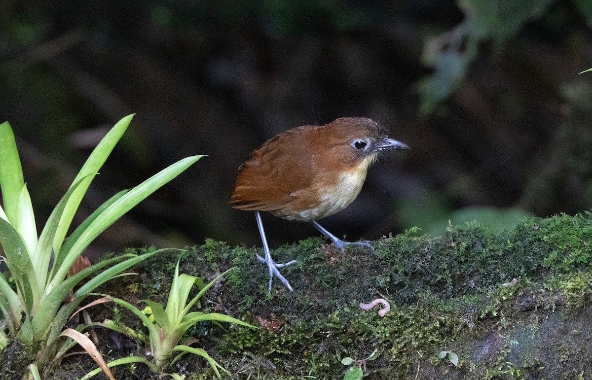 キムネクリセジアリドリ - ML643840781