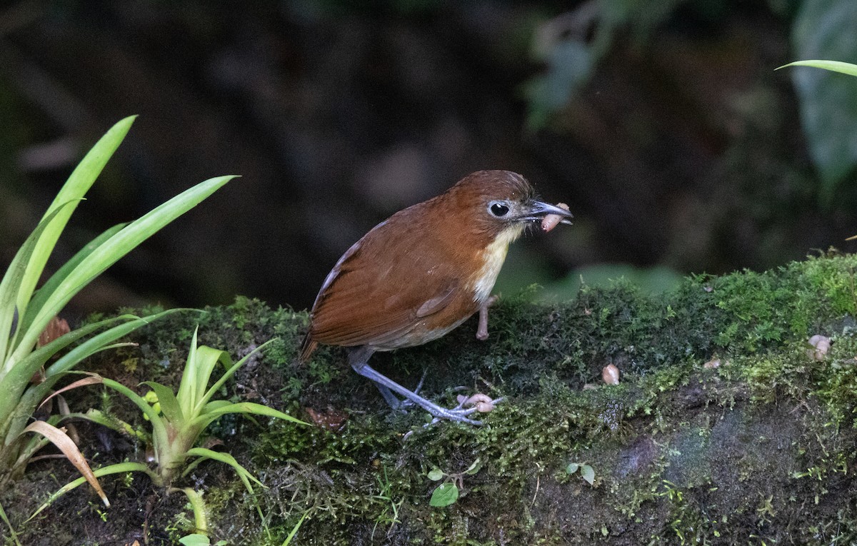 キムネクリセジアリドリ - ML643840782