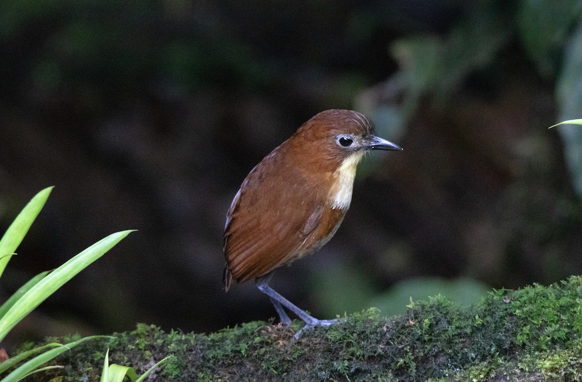 キムネクリセジアリドリ - ML643840783