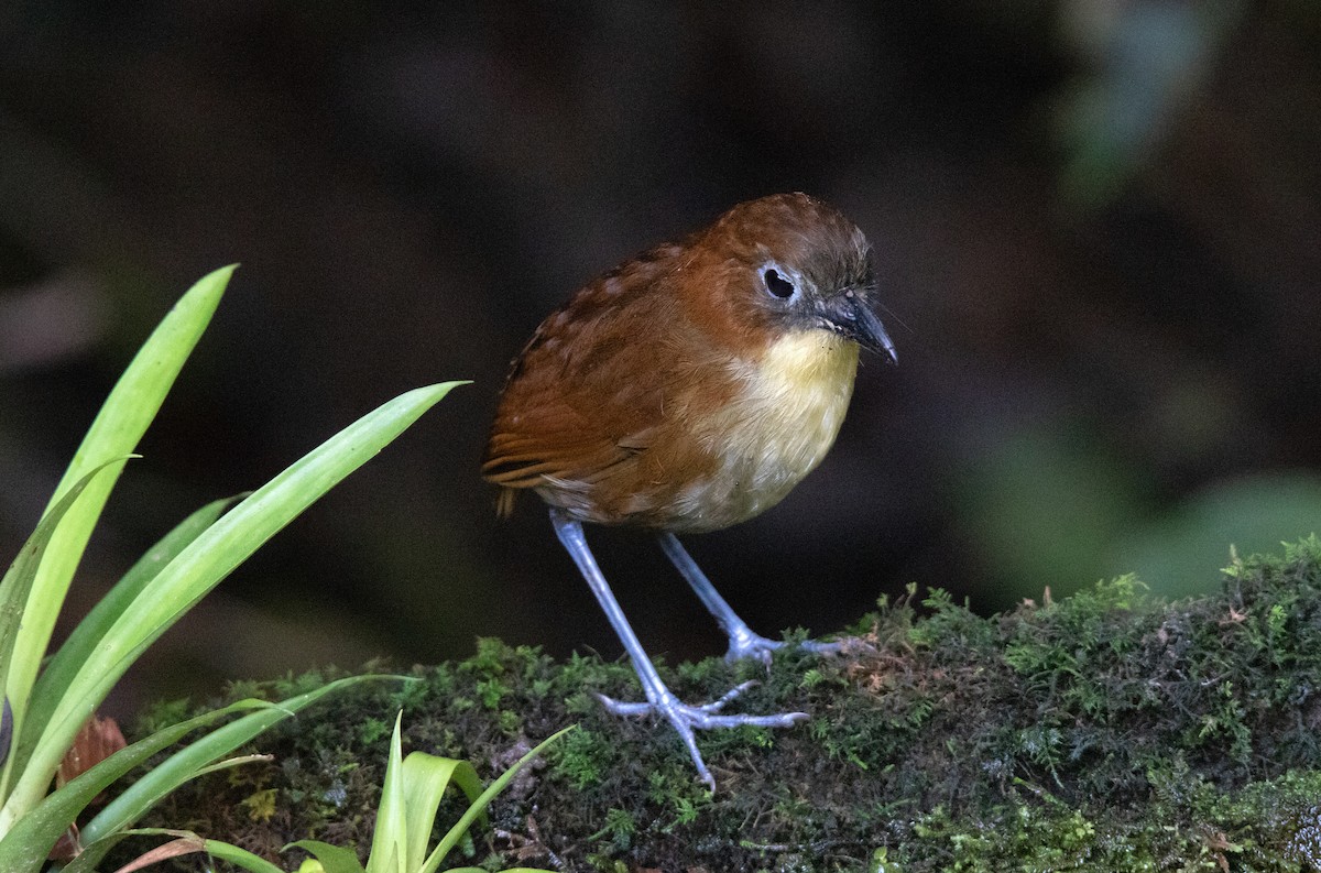 キムネクリセジアリドリ - ML643840784