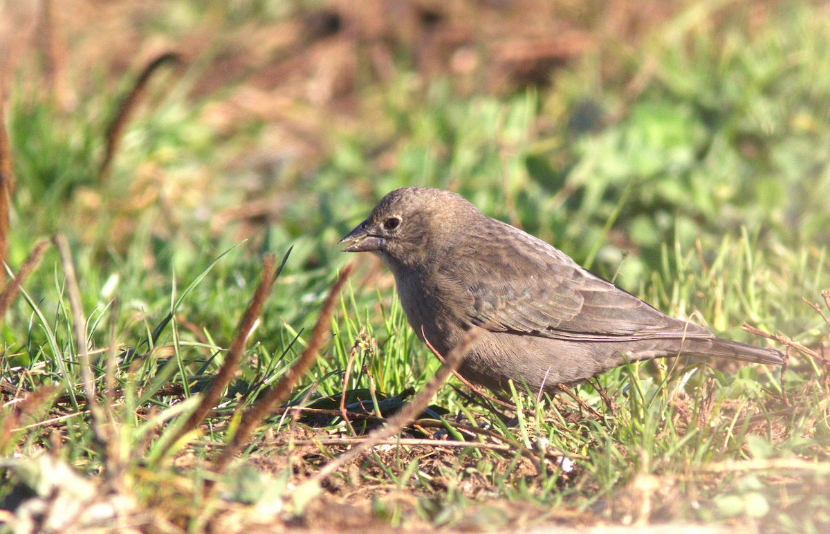 Brown-headed Cowbird - ML643840787