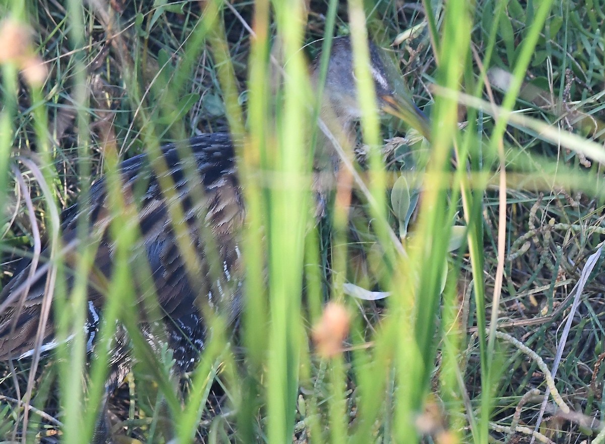 Clapper Rail - ML643840789