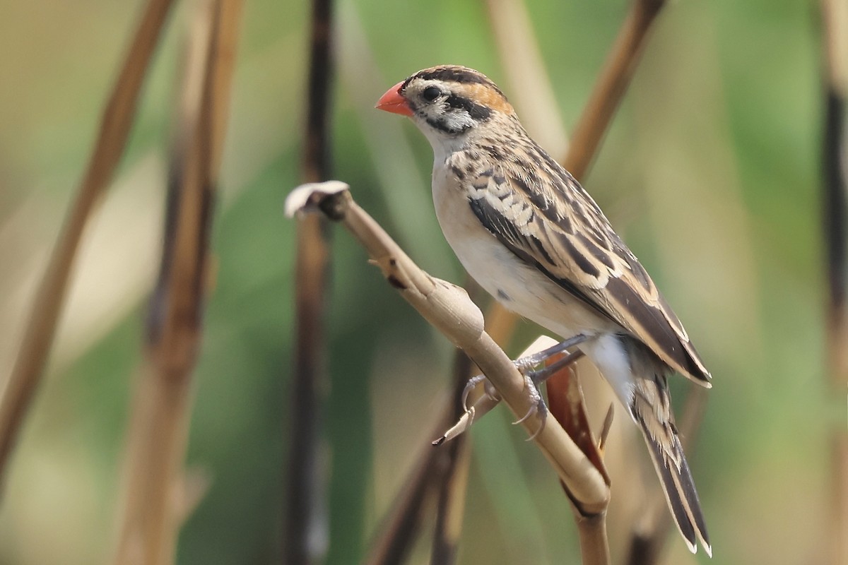 Pin-tailed Whydah - ML643840795