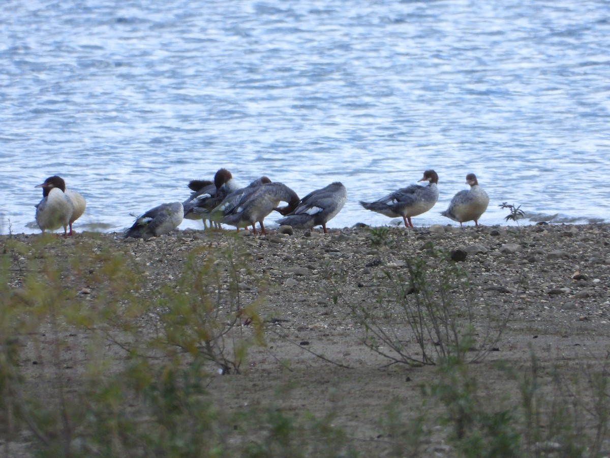 laksand - ML643840799