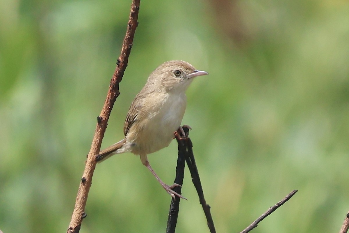 Siffling Cisticola - ML643840810