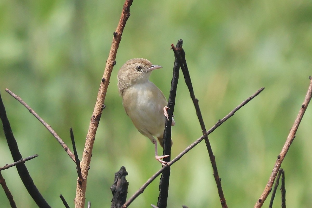 Siffling Cisticola - ML643840819