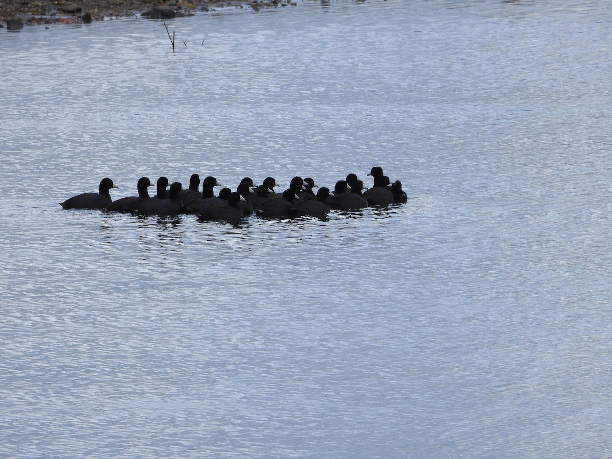 amerikasothøne - ML643840827