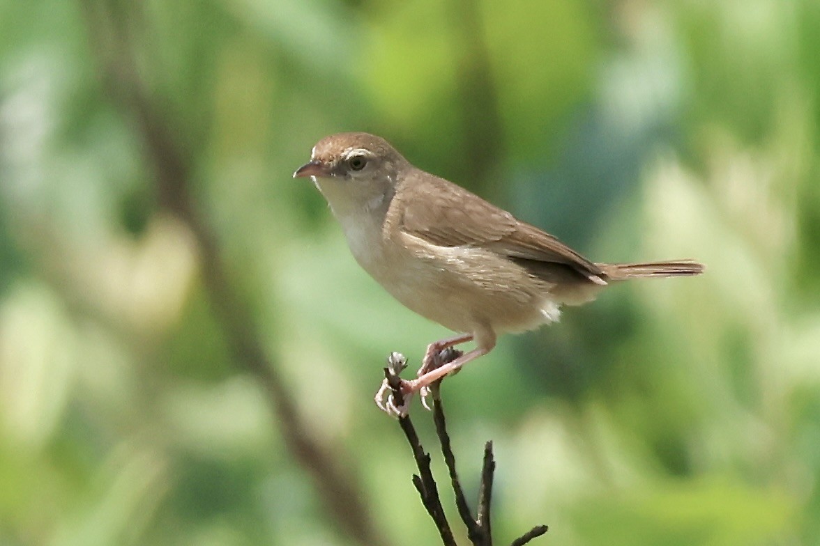 Siffling Cisticola - ML643840829