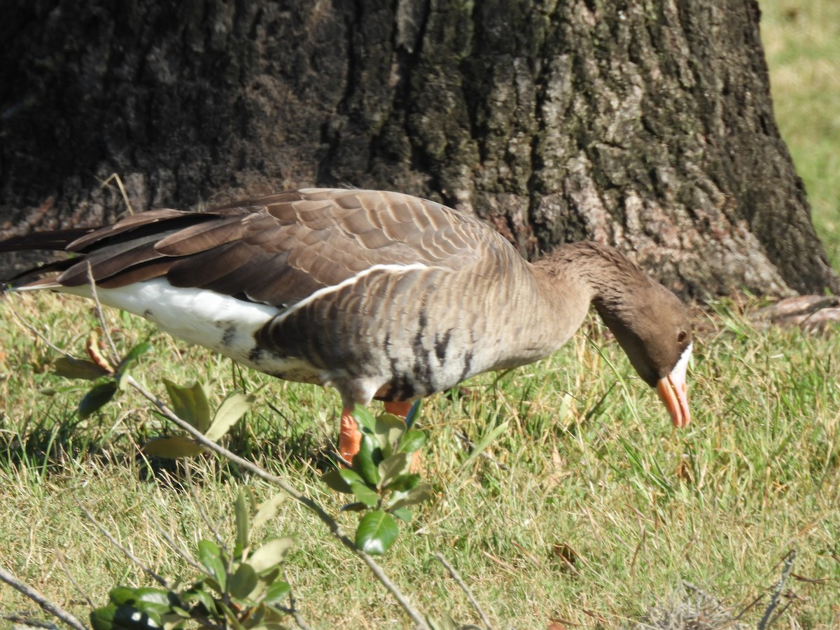 Greater White-fronted Goose - ML643840833