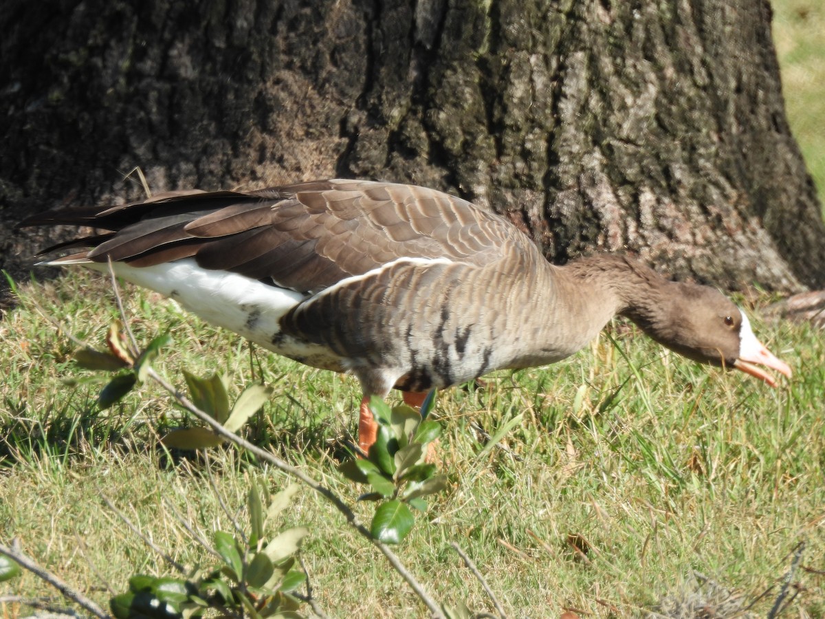 Greater White-fronted Goose - ML643840834