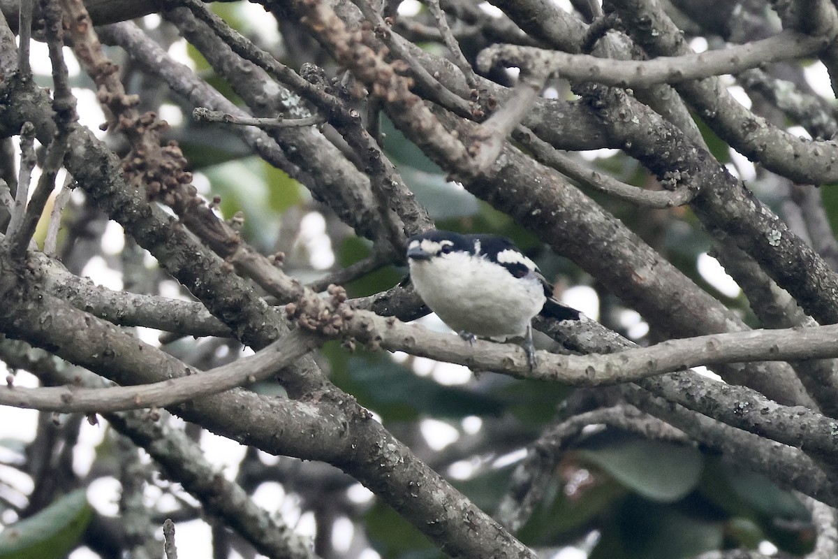 Brubru - ML643840853