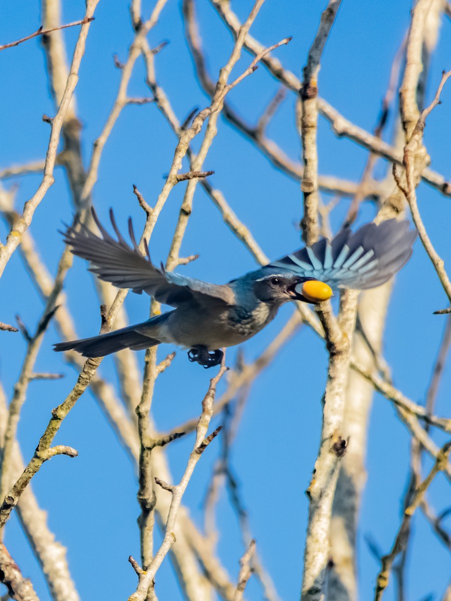California Scrub-Jay - ML643840864
