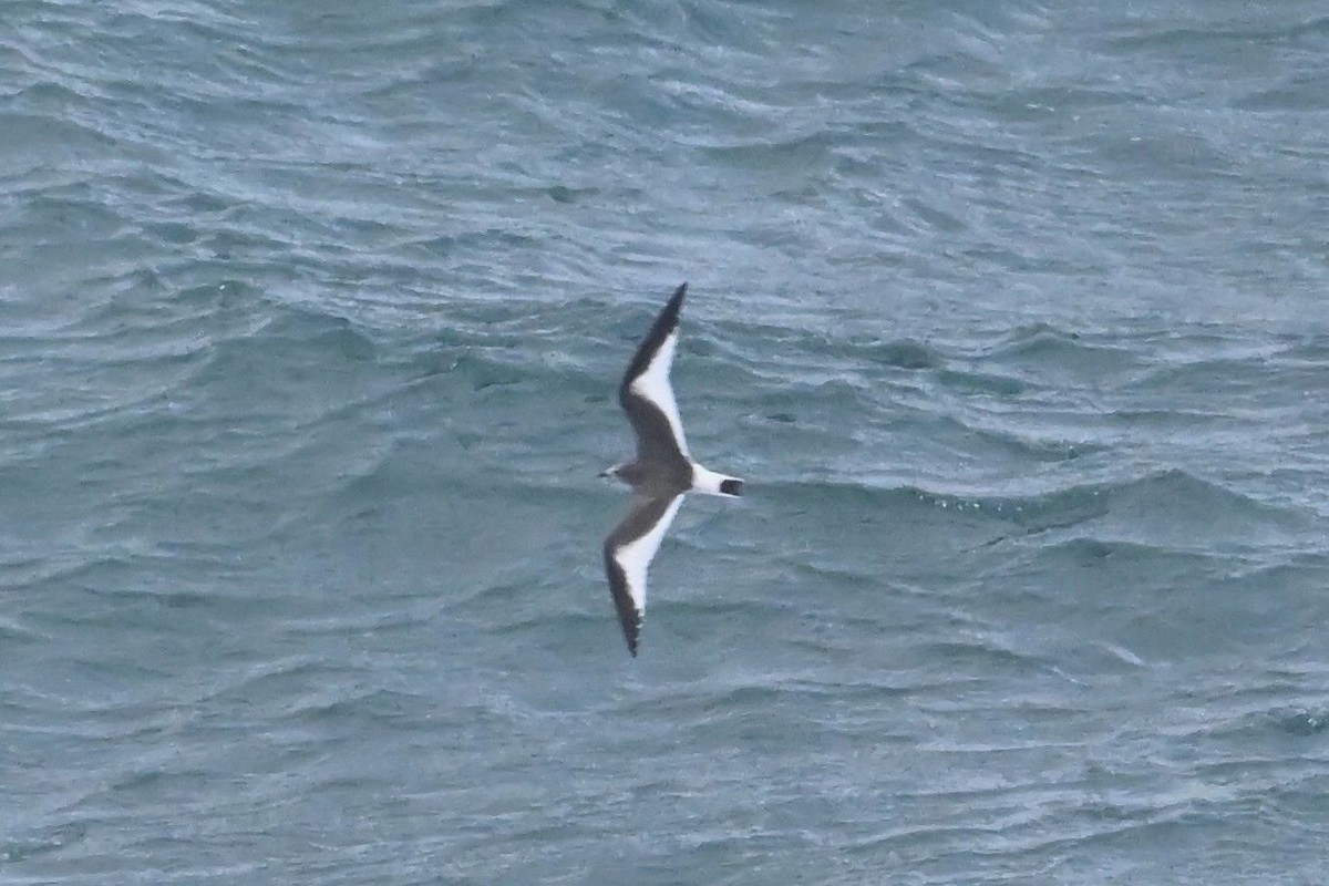 叉尾鷗 - ML643840868