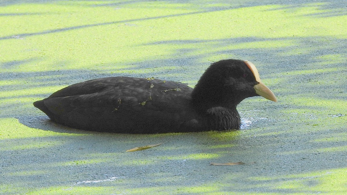 Eurasian Coot - ML643840875