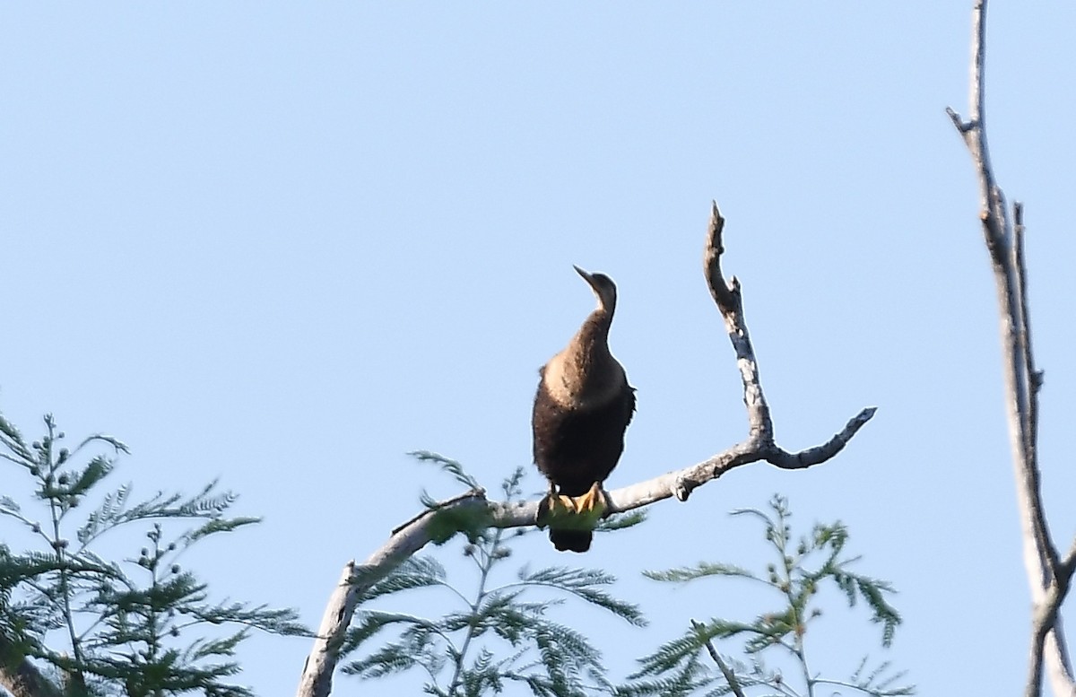 Anhinga - ML643840903