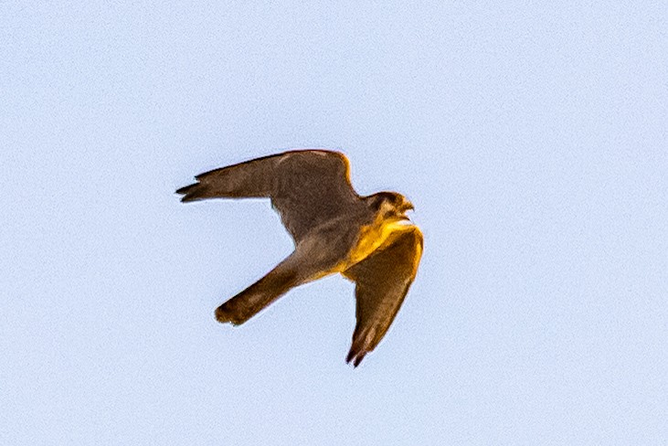 American Kestrel - ML643840910