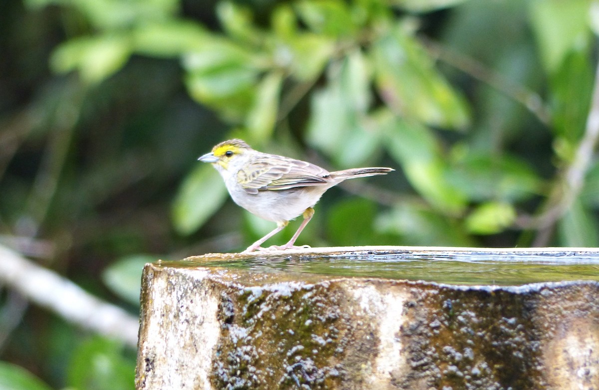 Yellow-browed Sparrow - ML643840924