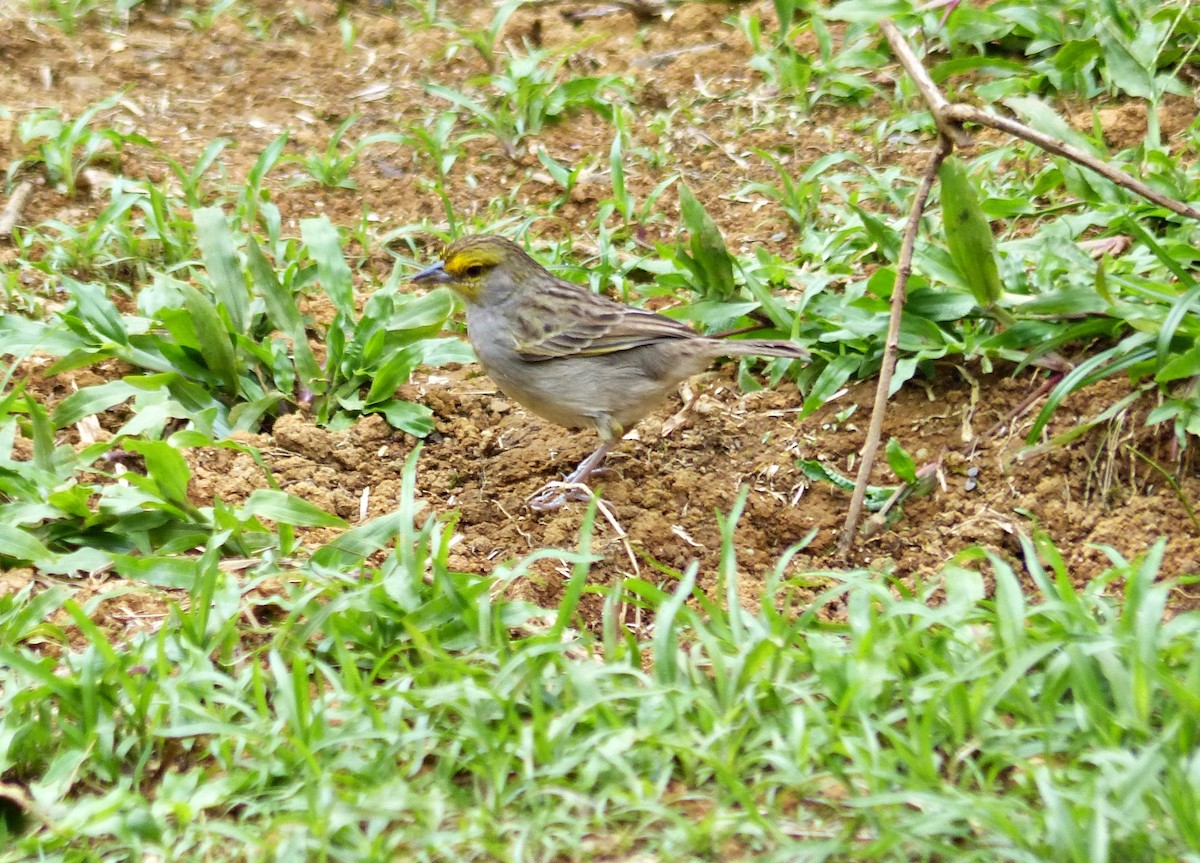 Yellow-browed Sparrow - ML643840925