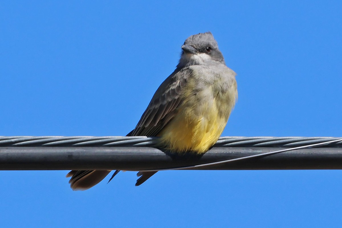 Cassin's Kingbird - ML643840954